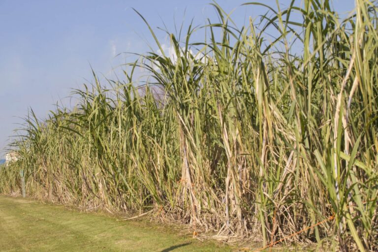 サトウキビ