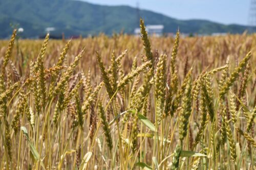 小麦