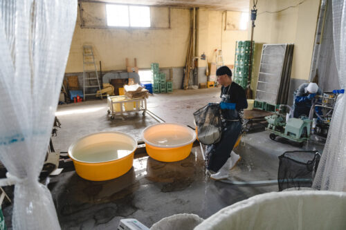 日本酒の製造風景02