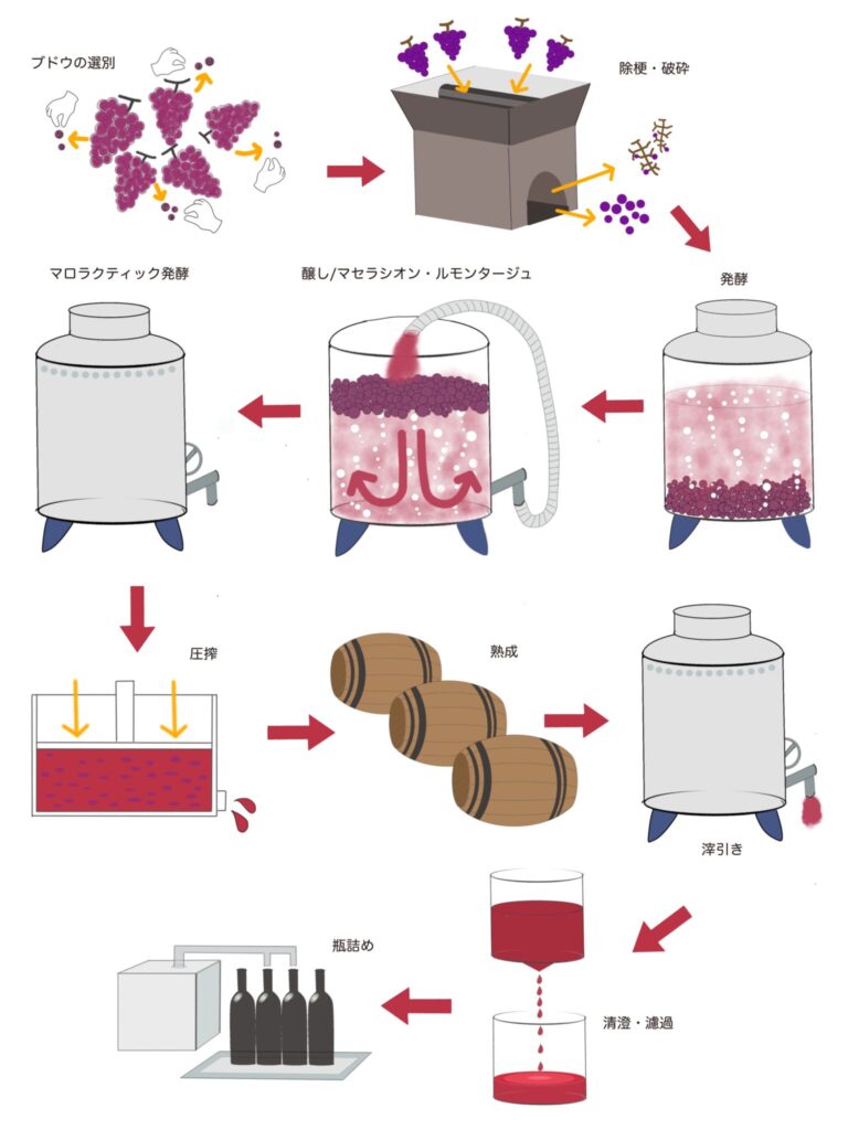 赤ワインの製造工程イラスト