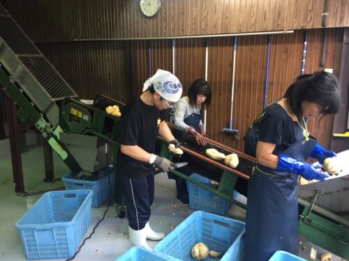 芋の洗浄風景