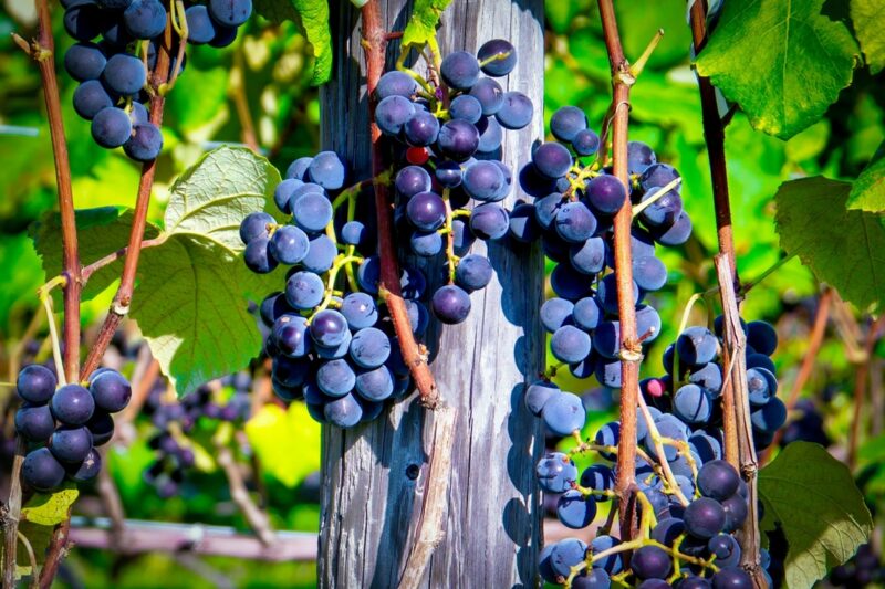 酒類における有機等の表示