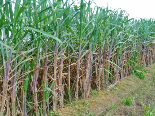 サトウキビ畑