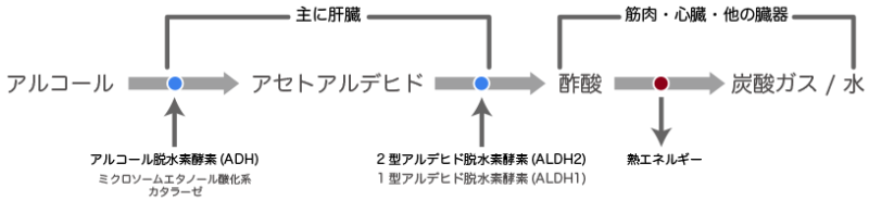 アルコールの吸収図解